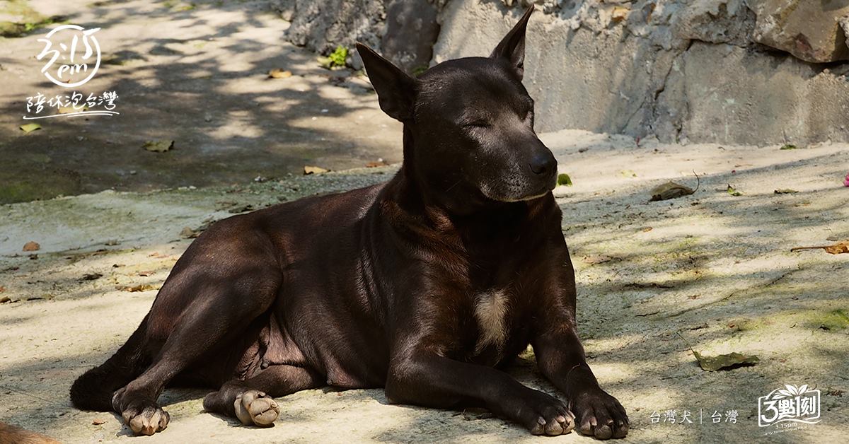 正港台灣犬｜台灣